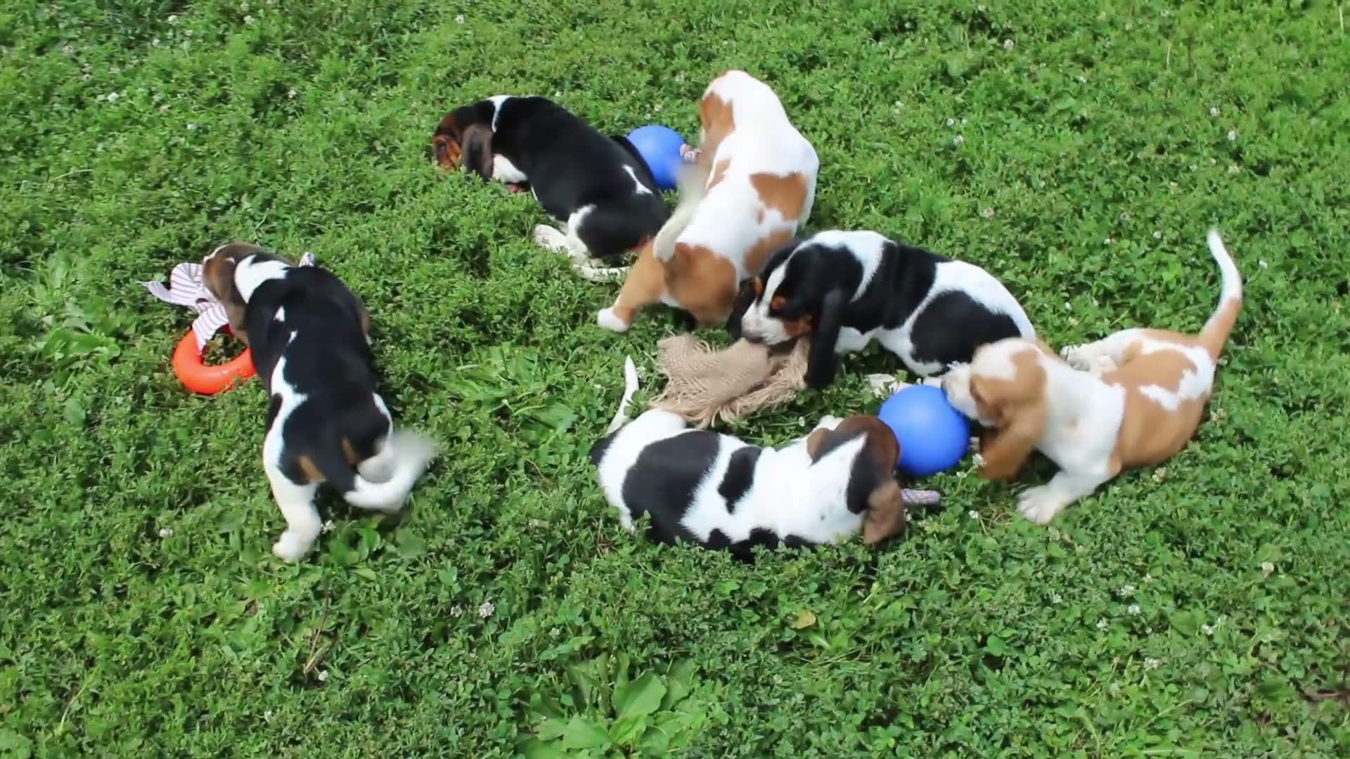 Six Basset Hound puppies playing with toys on the grass