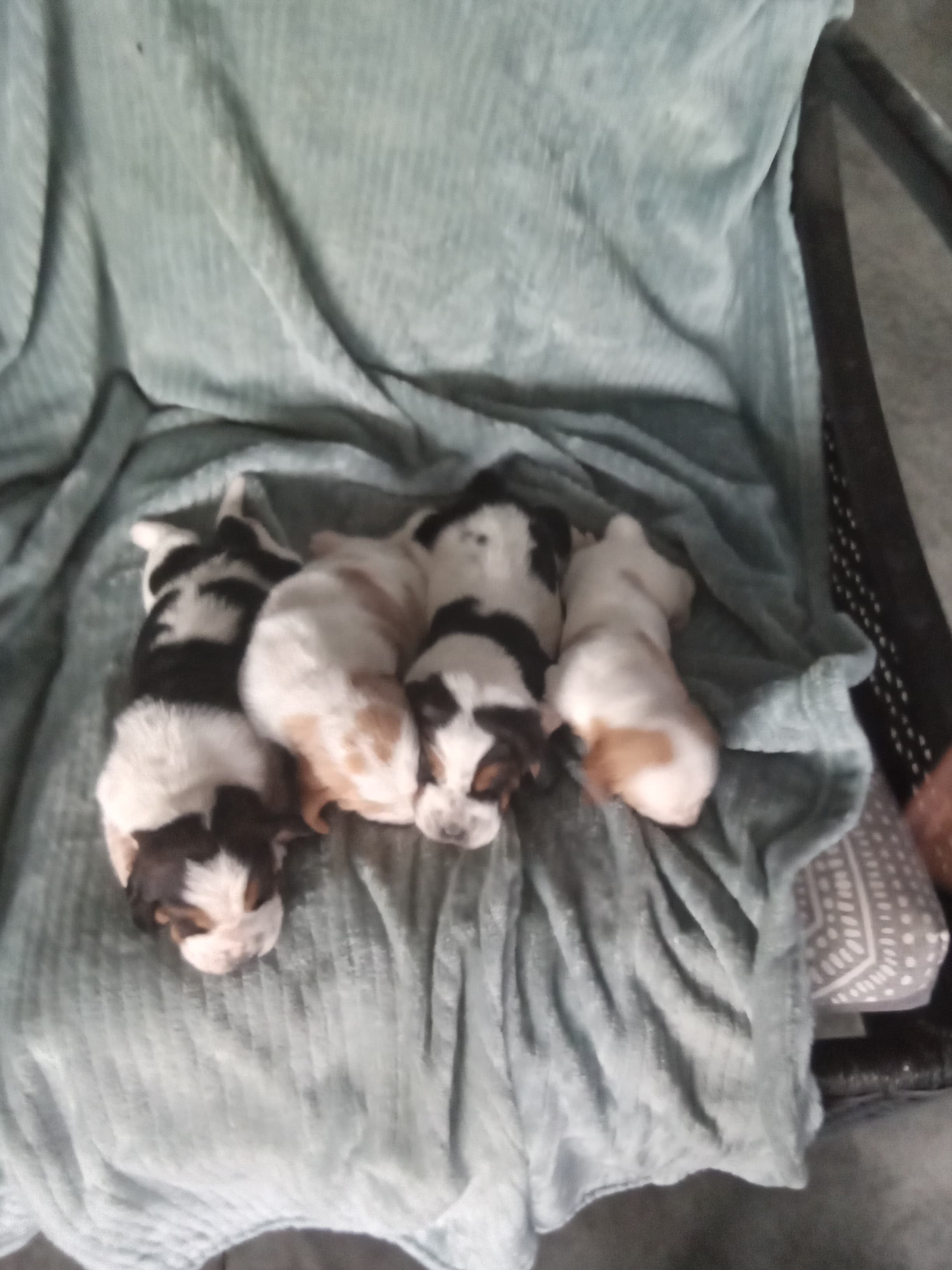 Hershey and Millie Litter — Basset Hound litter