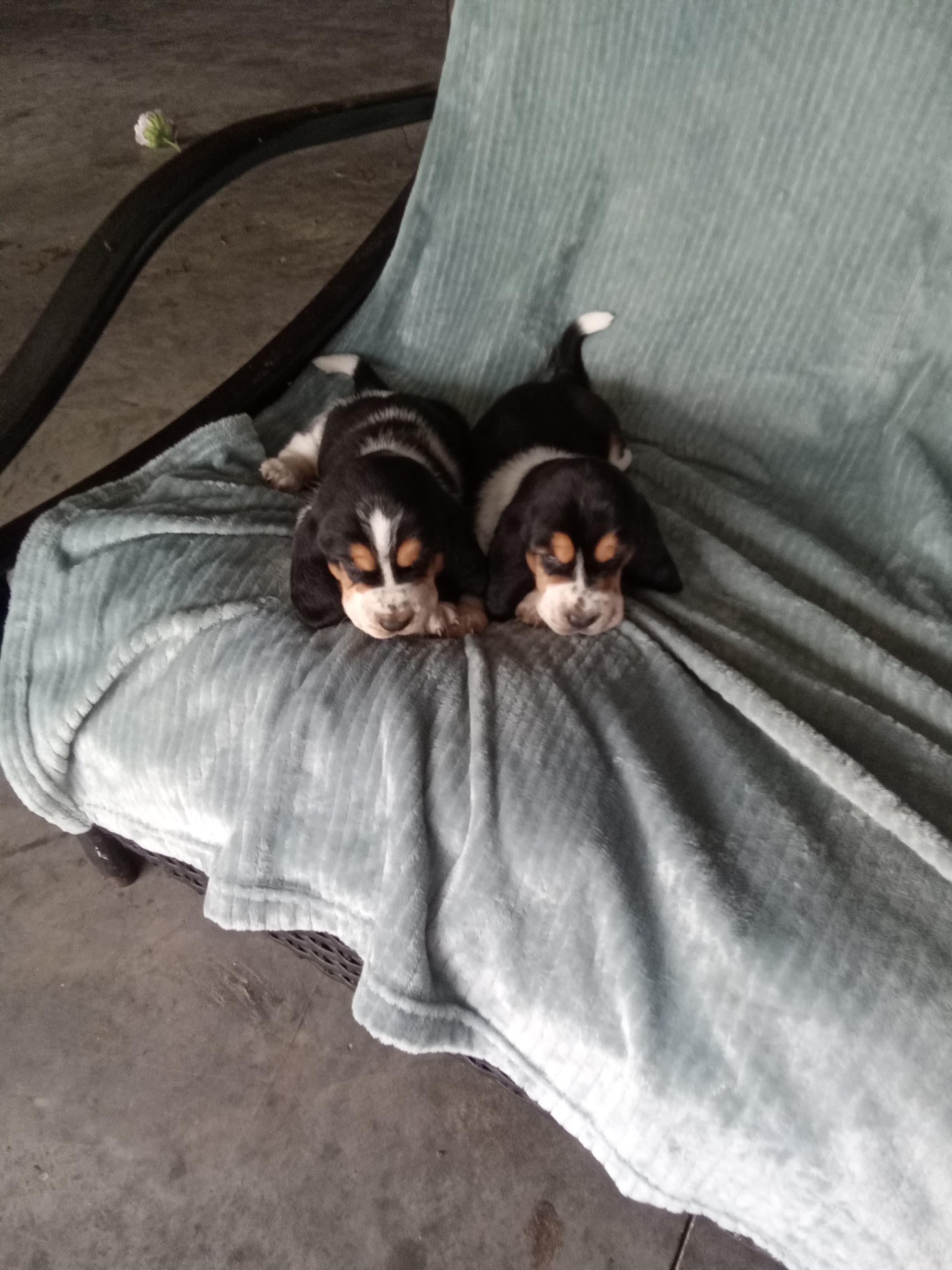 Millie X Hershey Litter — Basset Hound litter