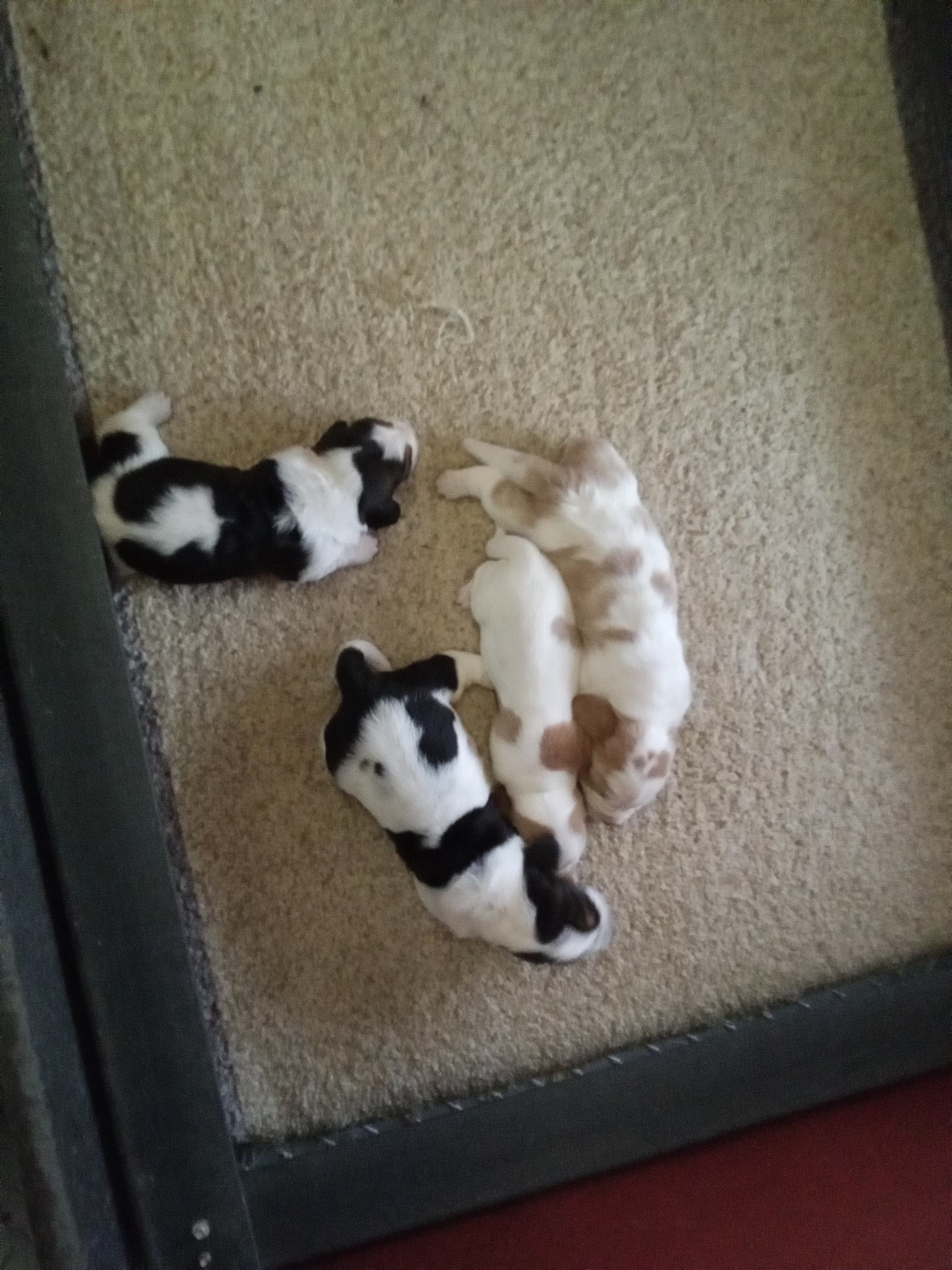 Hershey and Millie Litter — Basset Hound litter