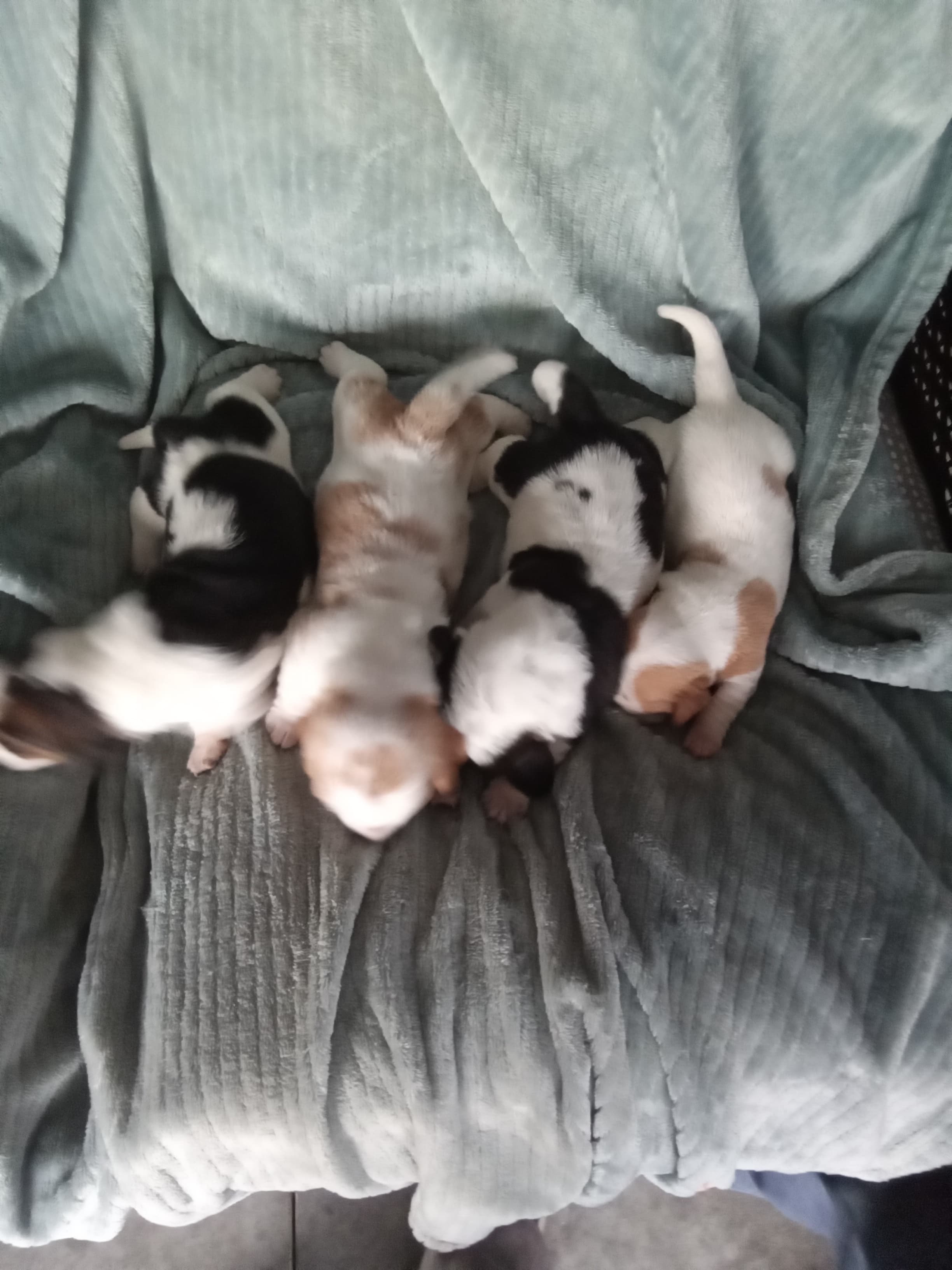 Hershey and Millie Litter — Basset Hound litter