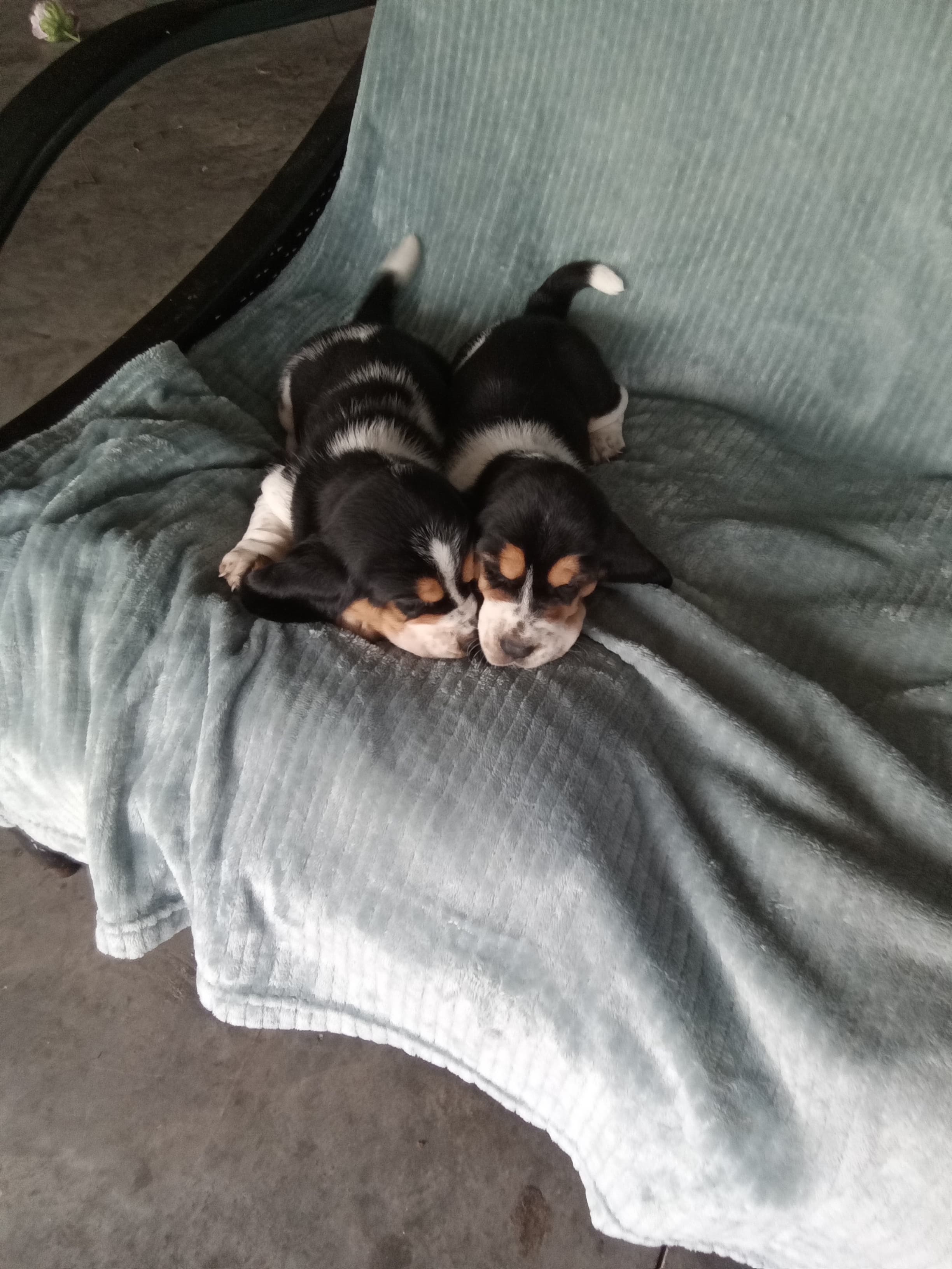 Millie X Hershey Litter — Basset Hound litter