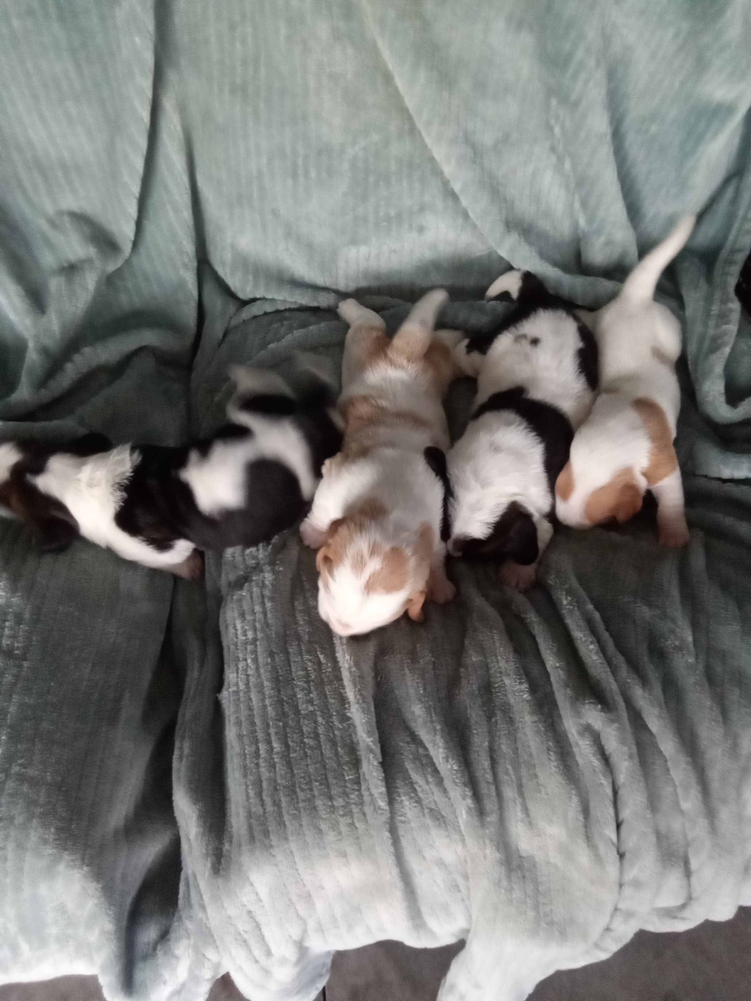 Hershey and Millie Litter — Basset Hound litter
