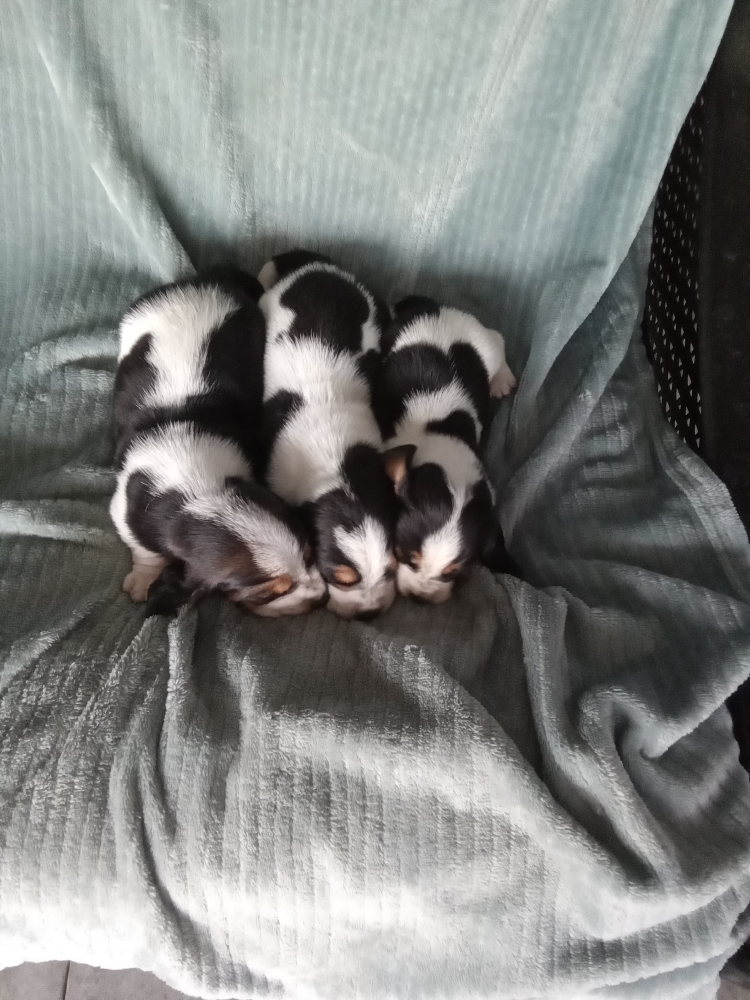 Brownie X Hershey Litter — Basset Hound litter
