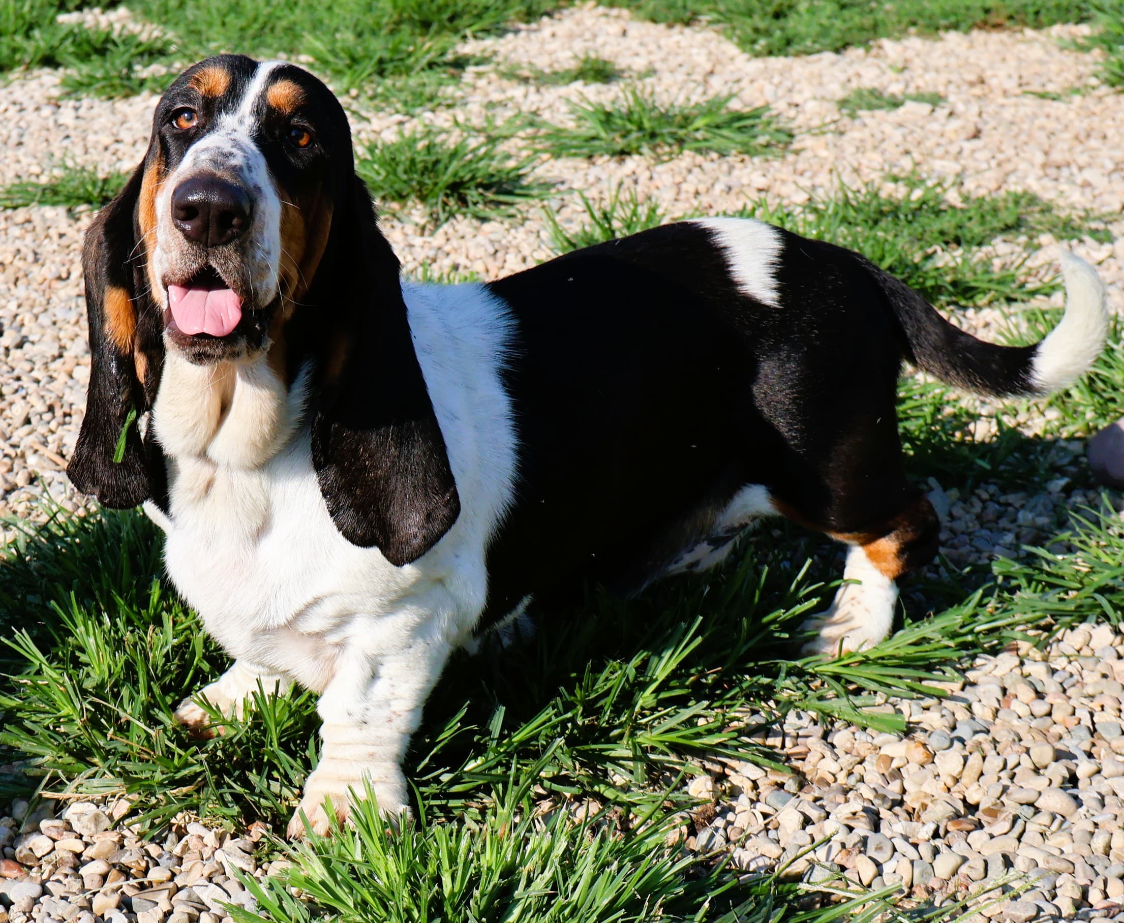 Misty, a tricolor Basset Hound dam