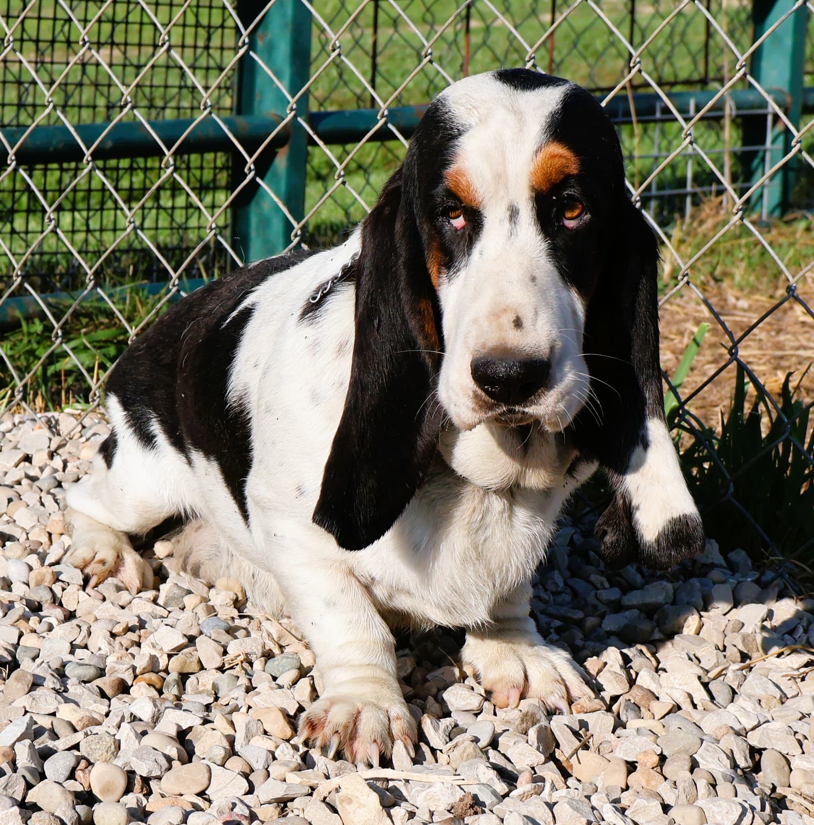 Irma, a ticolor Basset Hound dam