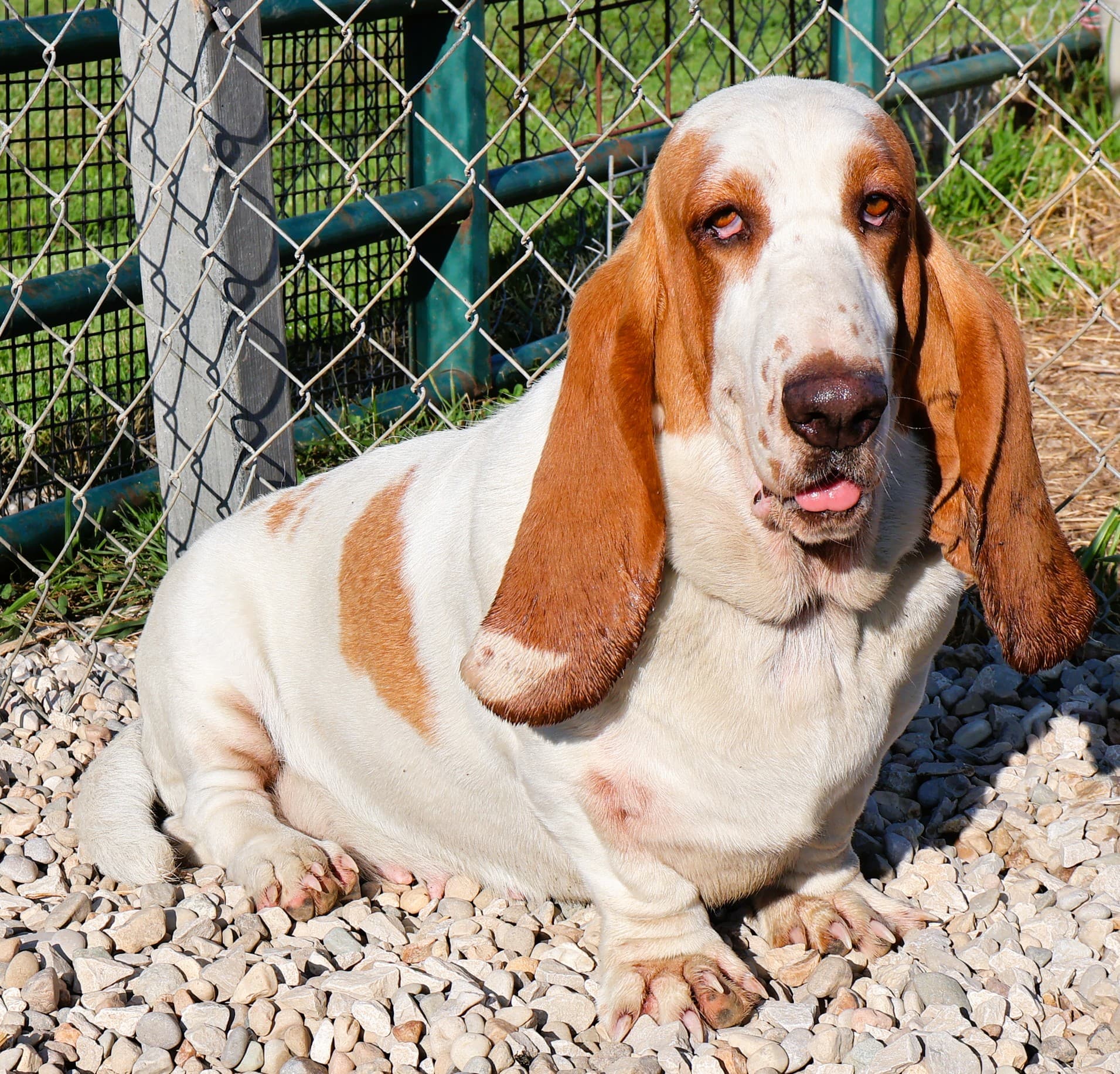 Jada, a red and white Basset Hound dam