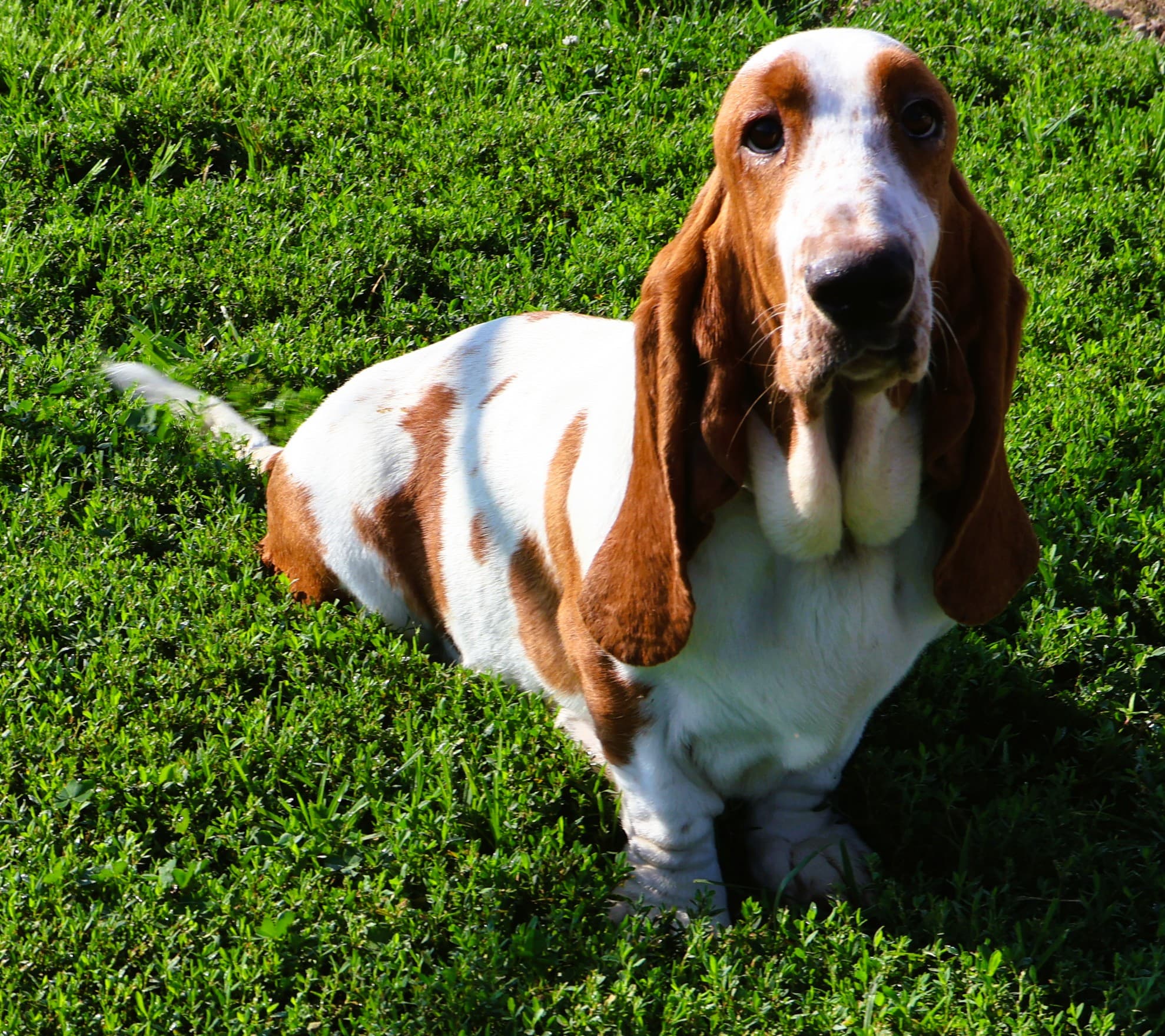 Victoria, a lemon & white Basset Hound dam