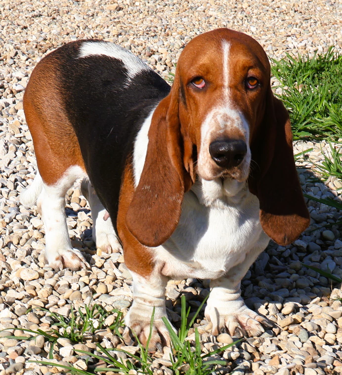 Lilly, a tricolor Basset Hound dam