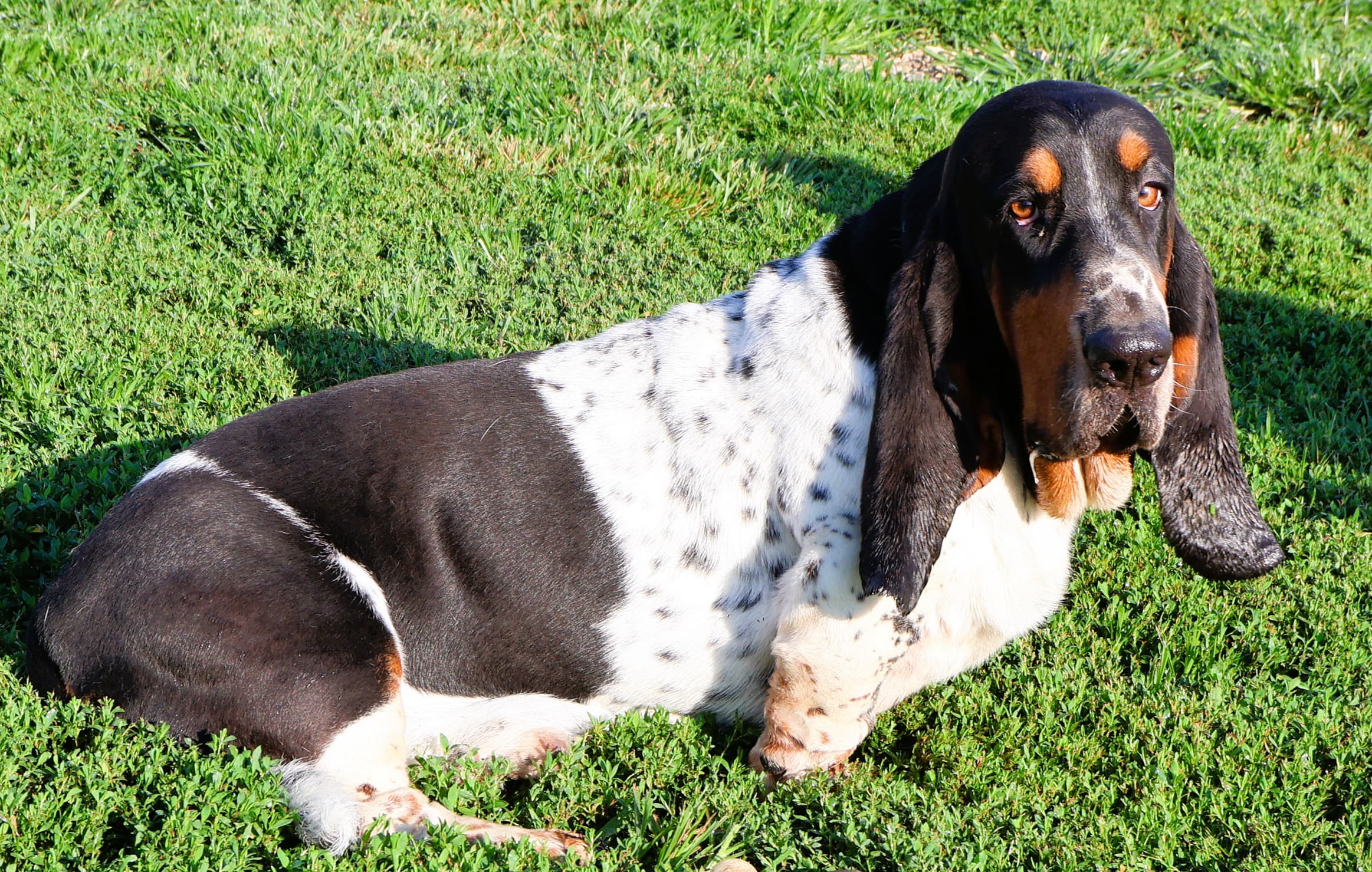 Hershey, a black, tan, and white Basset Hound sire
