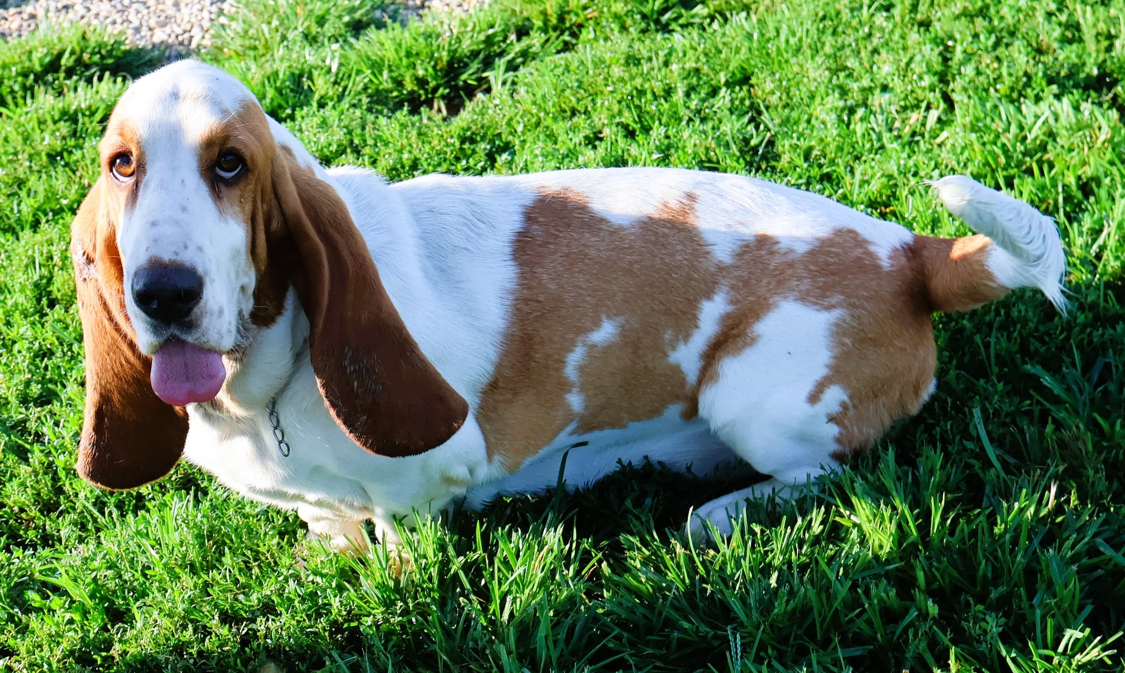 Millie, a lemon & white Basset Hound dam
