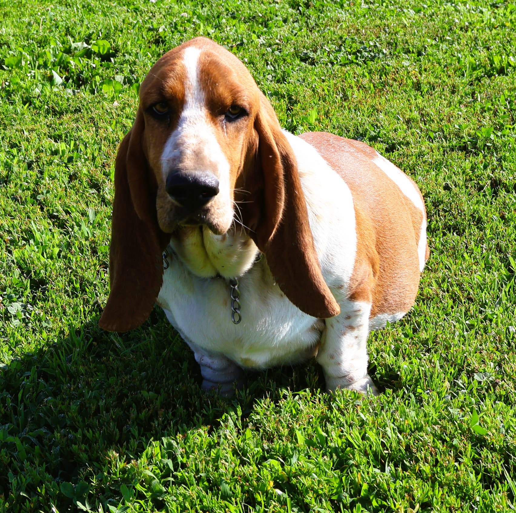 Hannah, a red & white Basset Hound dam