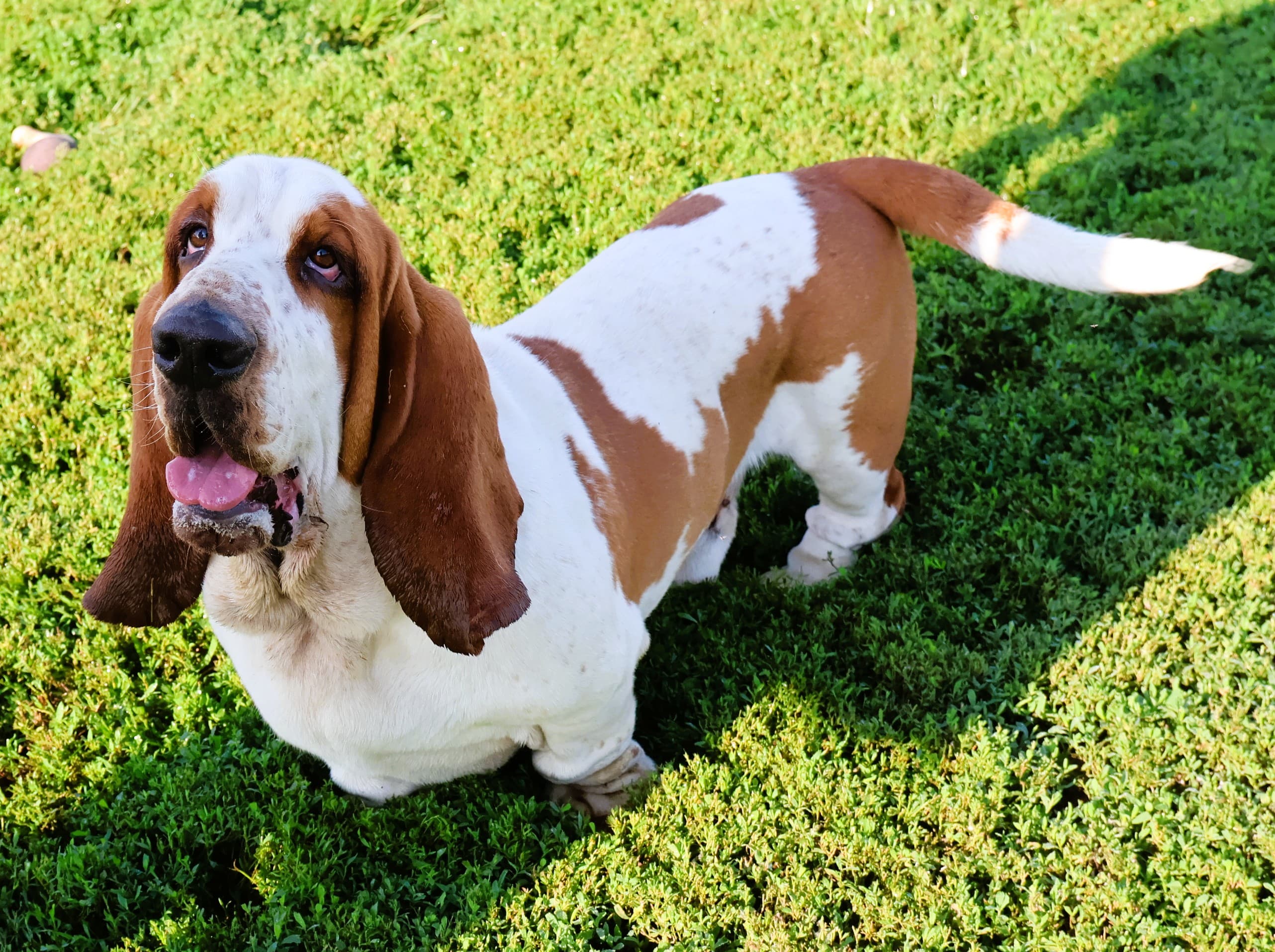 Buddy, a red and white Basset Hound sire