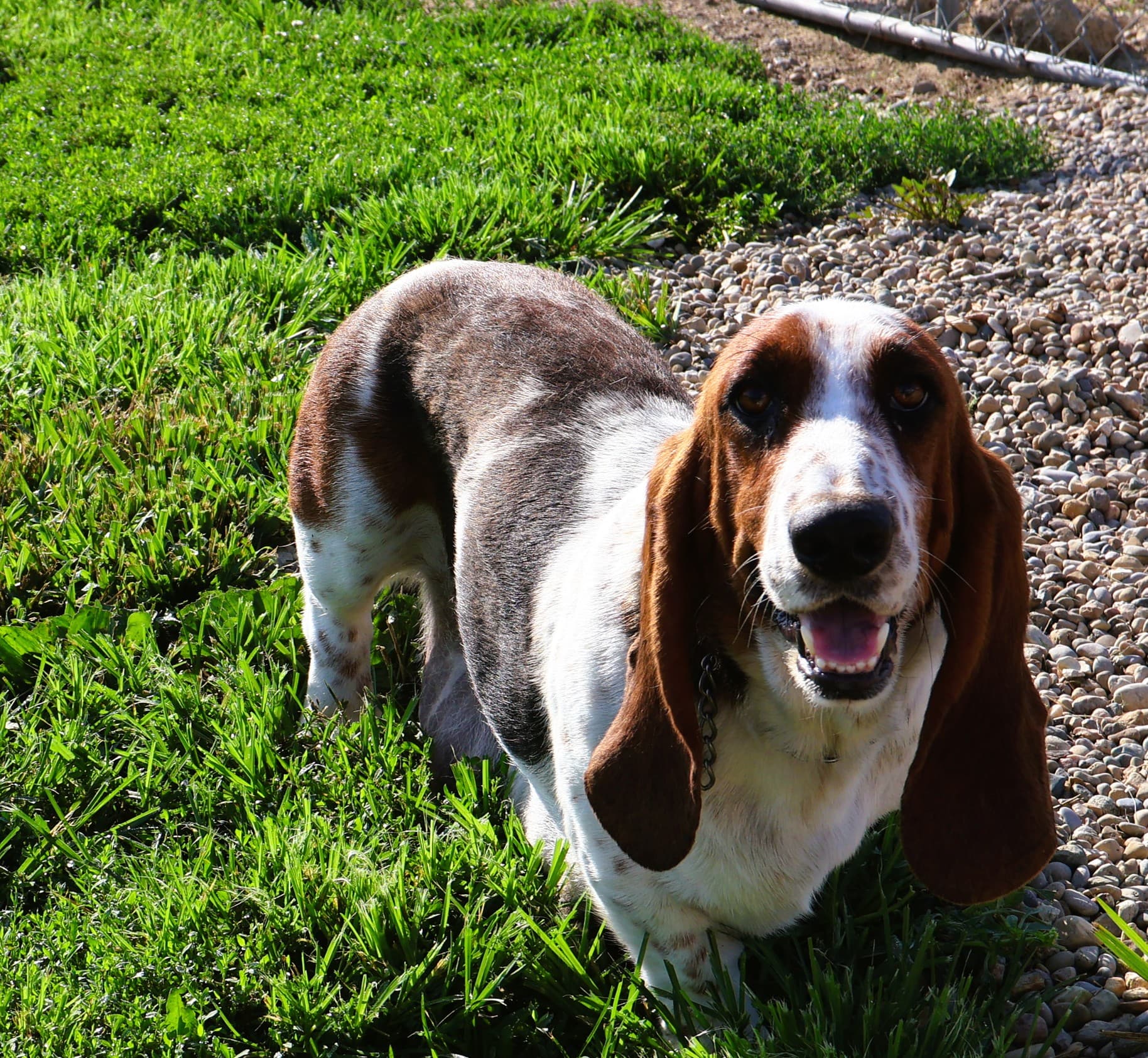 Vanessa, a tri color Basset Hound dam