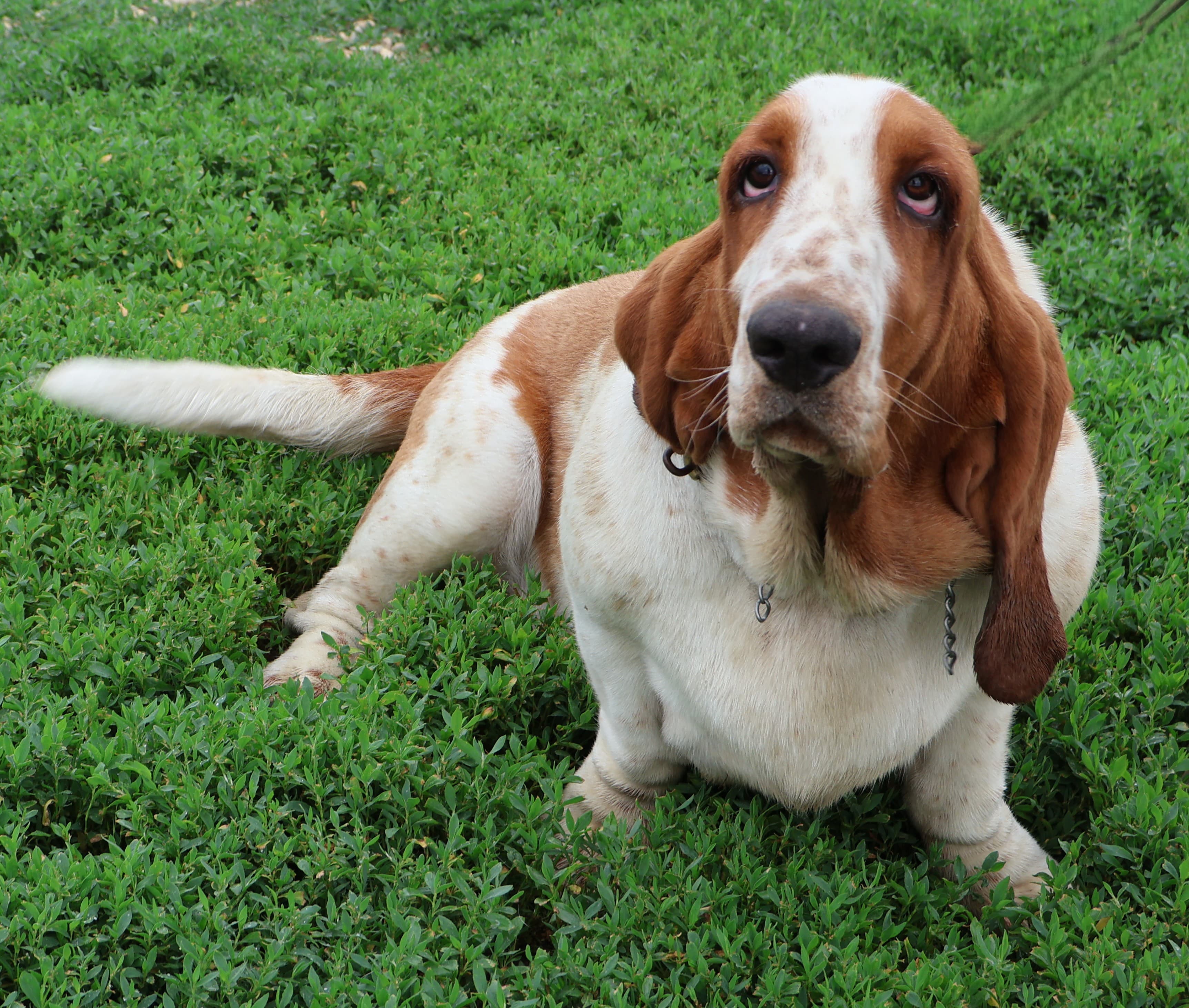Grace, a red & white Basset Hound dam
