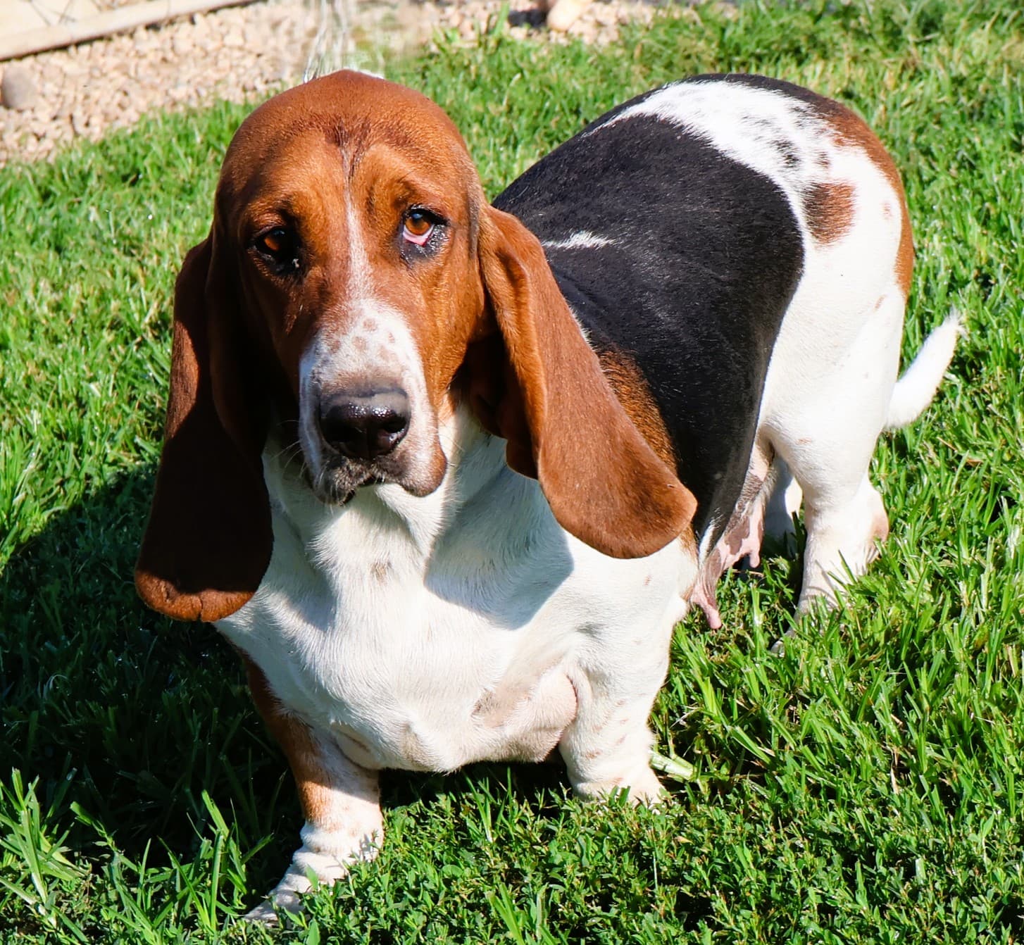 Julie, a black, tan, and white Basset Hound dam