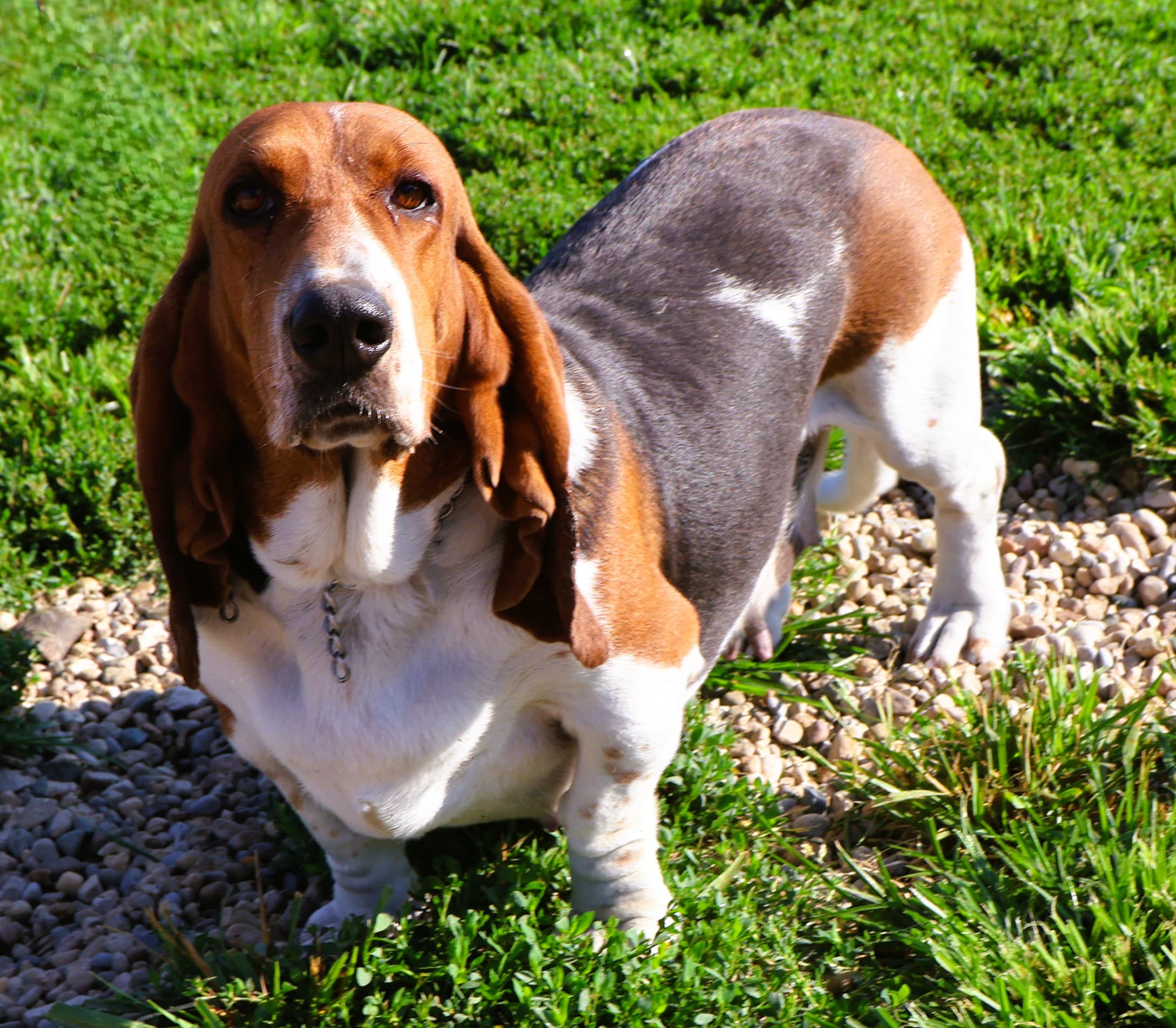 Bella, a tri color Basset Hound dam