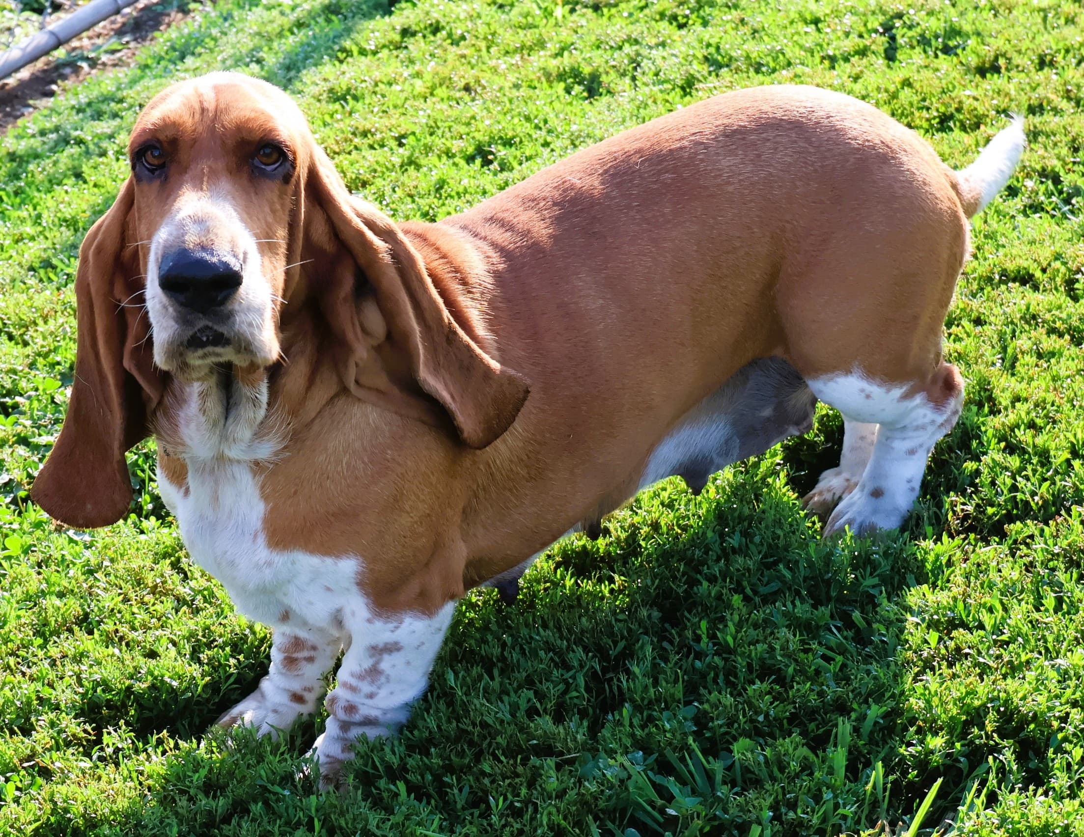 Daisy, a red and white Basset Hound dam