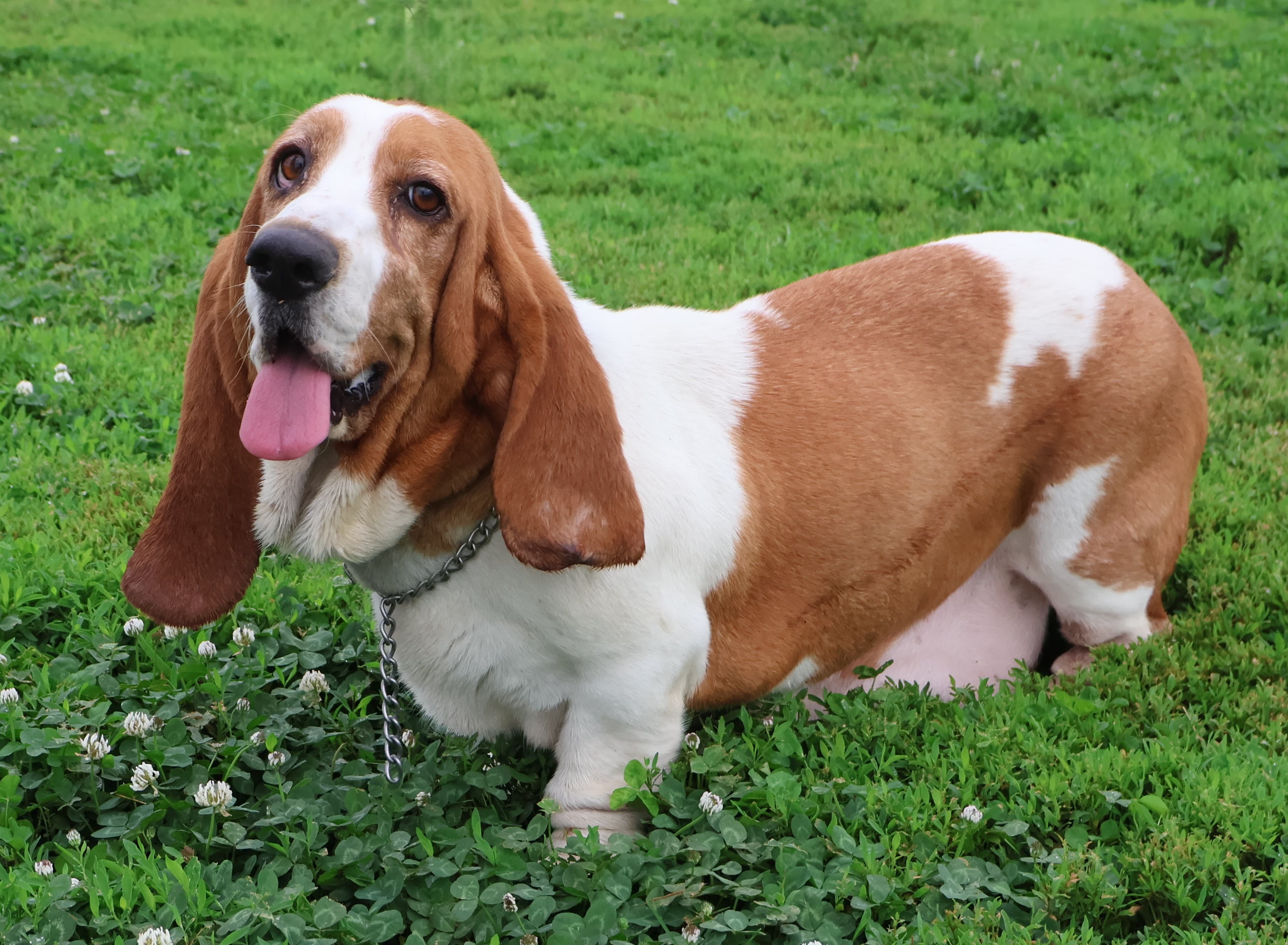 Brownie, a Basset Hound dam