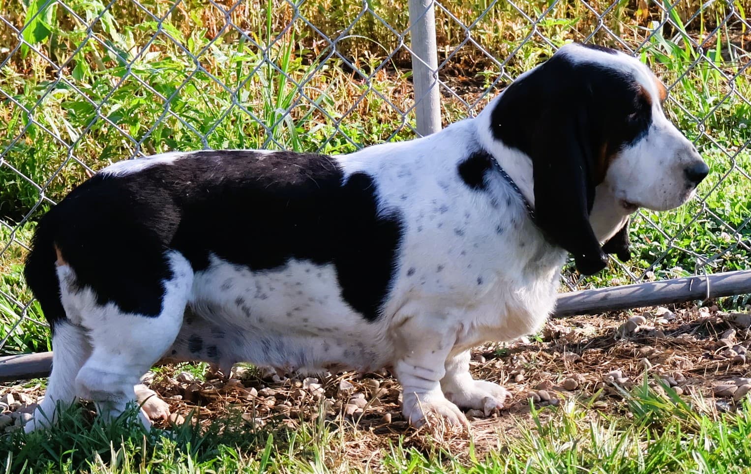 Irma, a ticolor Basset Hound dam