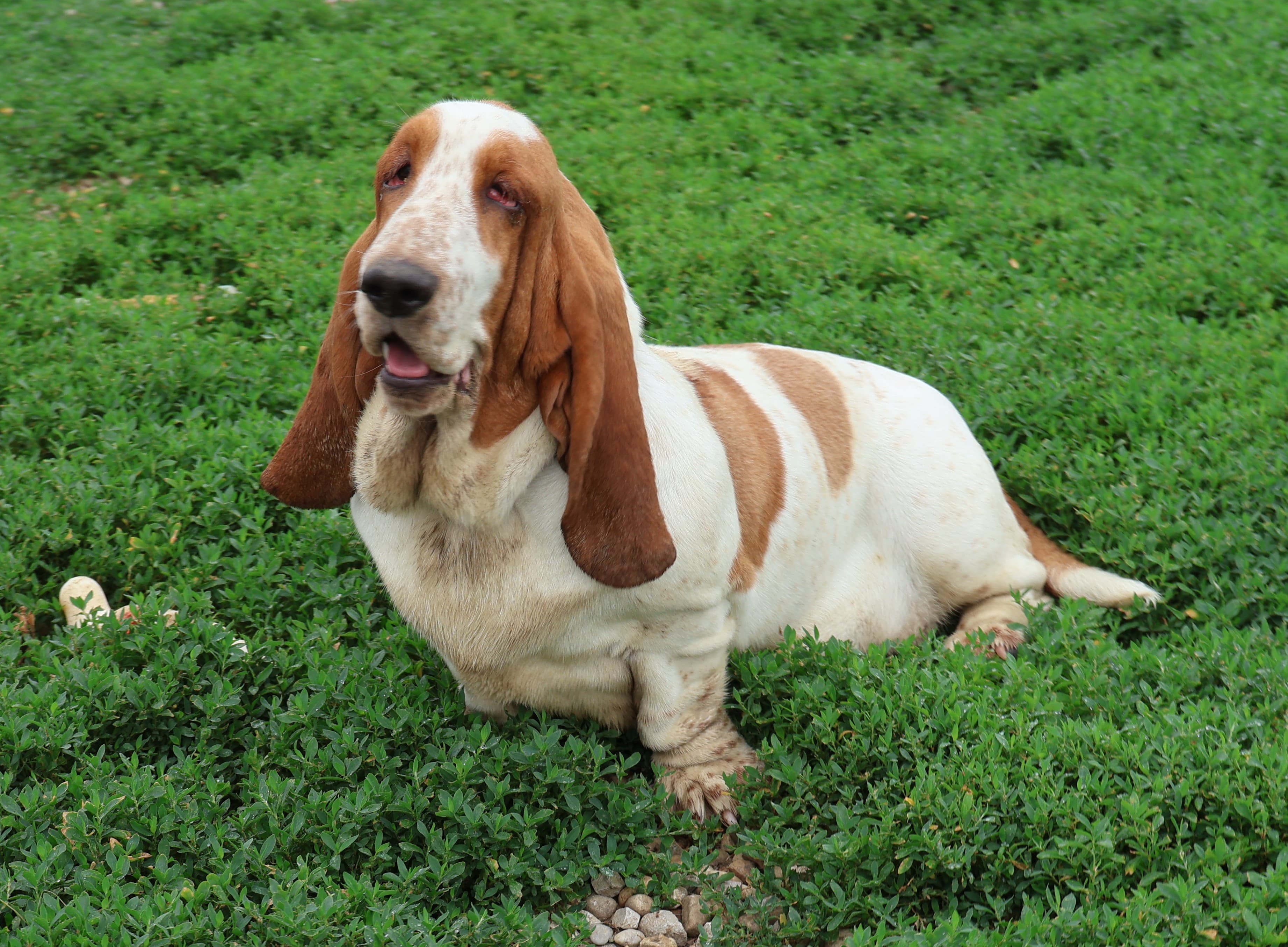 Gloria, a red & white Basset Hound dam