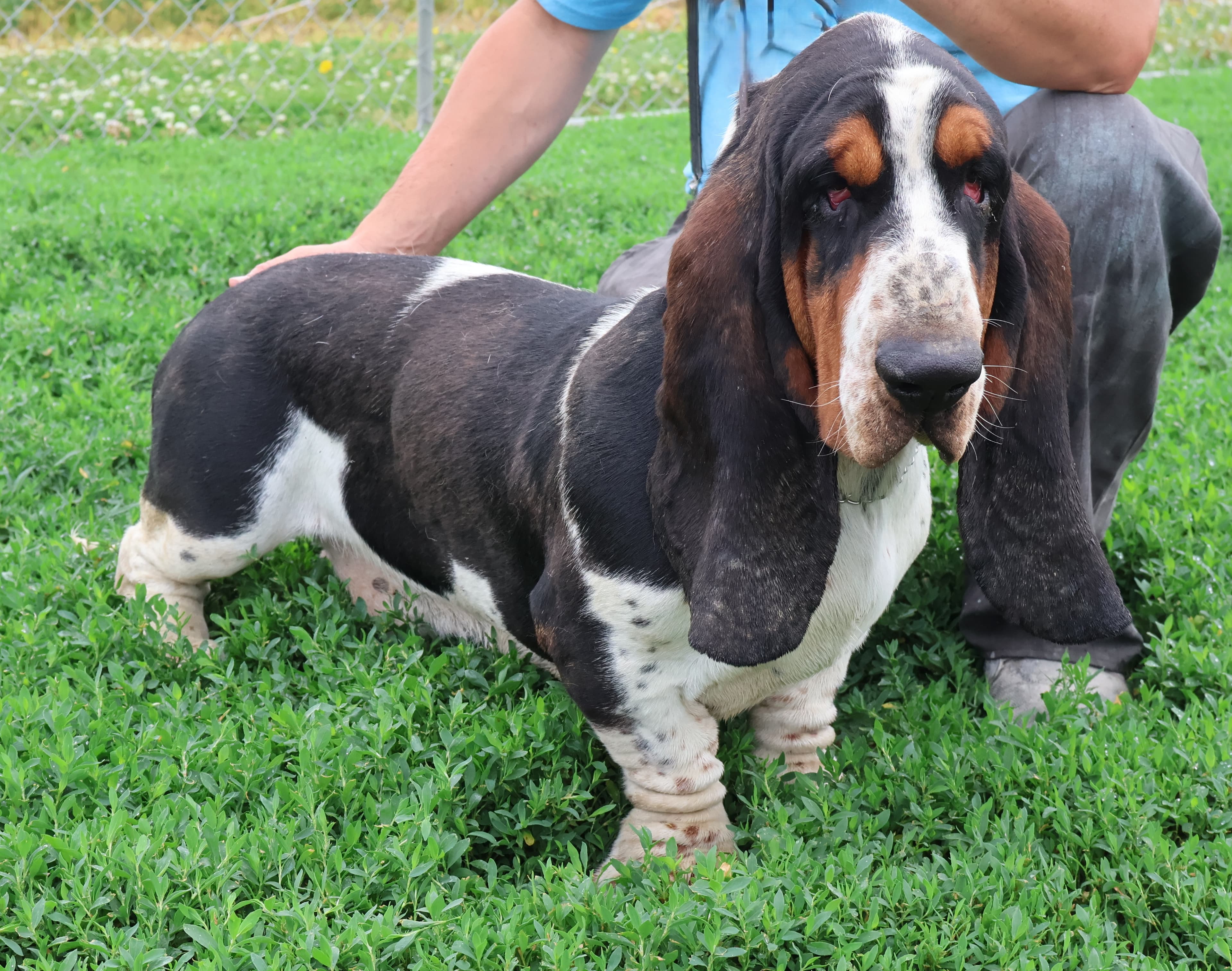 Roscoe, a black,tan,white Basset Hound sire