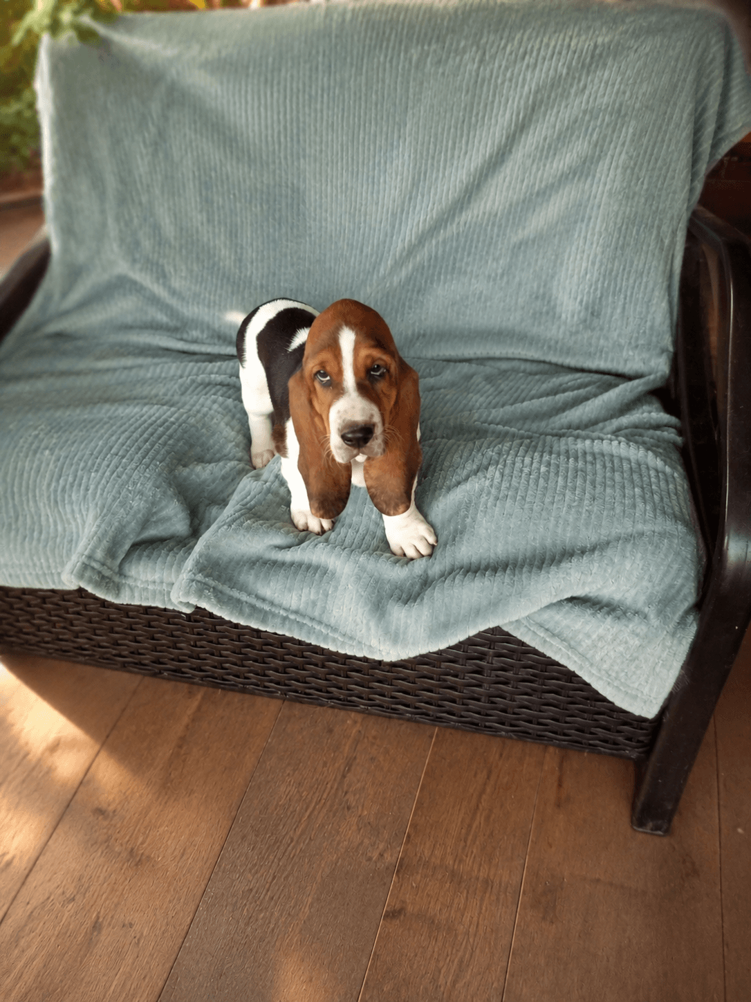 New puppy, a Basset Hound puppy