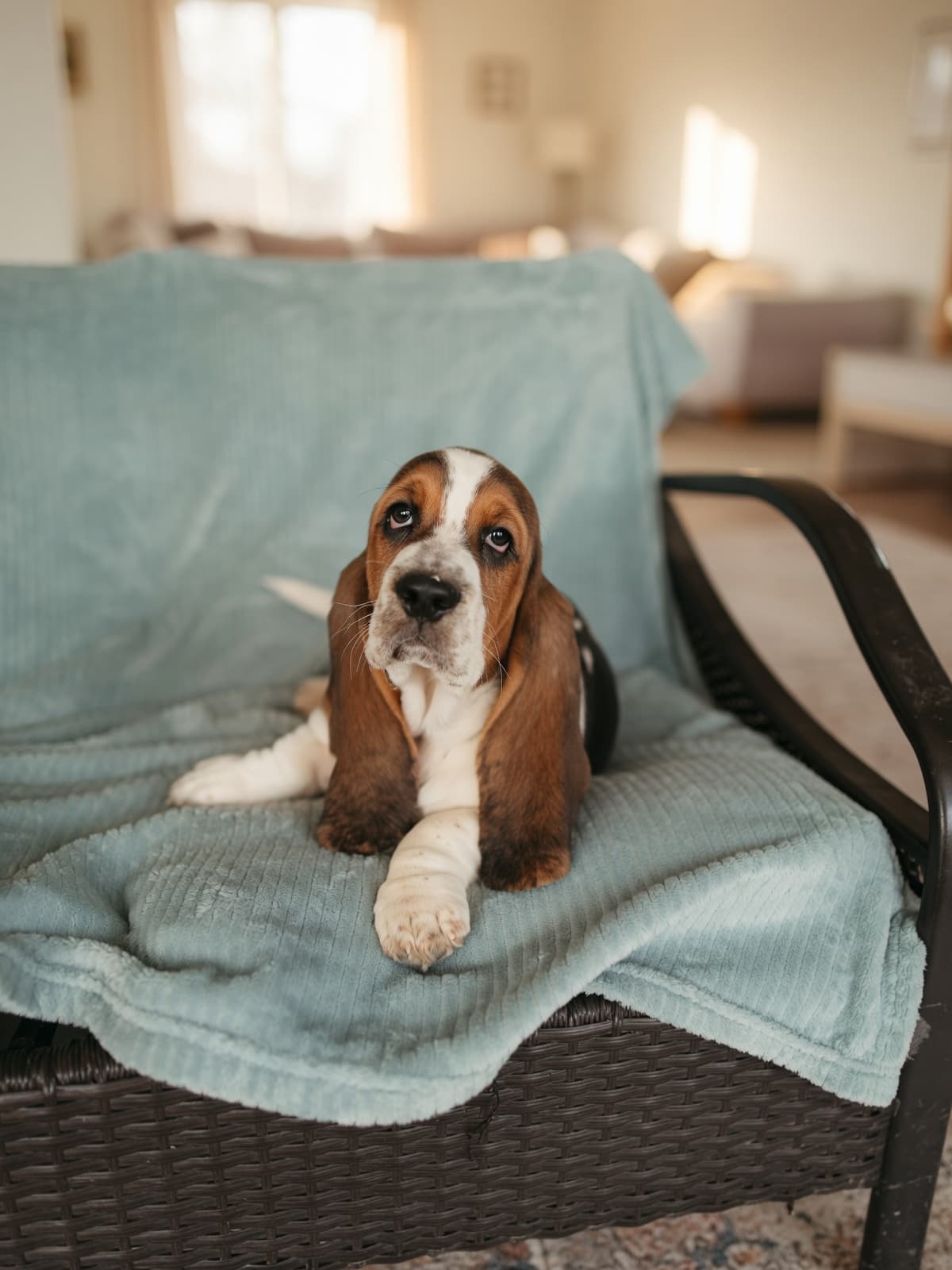 New puppy 6, a Basset Hound puppy