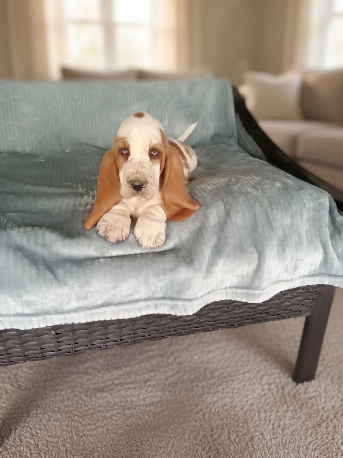 New puppy 3, a Basset Hound puppy